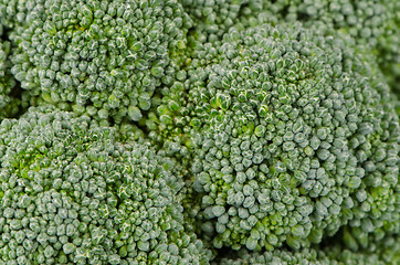 Image showing Brocolli background