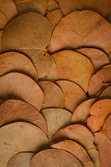 Image showing Autumn foliage 