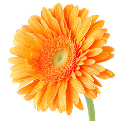 Image showing Orange gerbera daisy flower