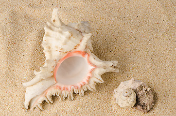 Image showing Conchs and shells 