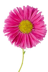 Image showing Pink daisy flower 