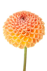 Image showing Orange dahlia flower