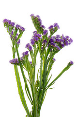 Image showing Purple statice flowers