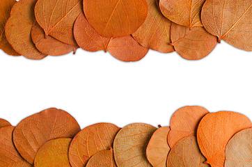 Image showing Autumn leaves 