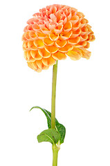 Image showing Orange dahlia flower