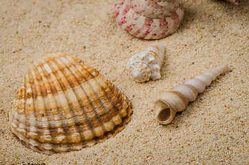 Image showing Sea shell and conch on sand