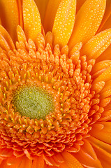 Image showing Orange gerbera daisy 