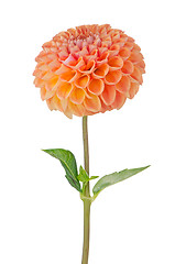 Image showing Orange dahlia flower