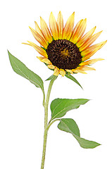 Image showing Sunflower flower