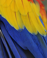 Image showing Parrot Feathers