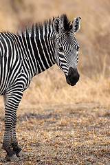 Image showing African Zebra