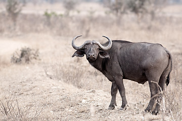 Image showing Wild African Buffalo