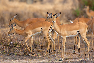 Image showing Wild Impala