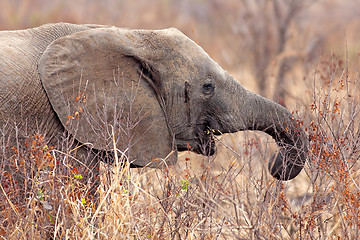 Image showing Wild Elephant