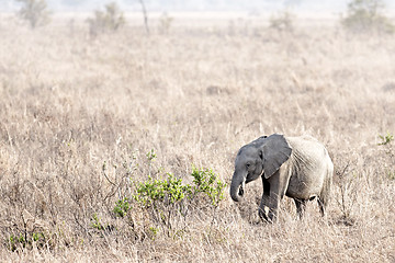 Image showing Wild Elephant