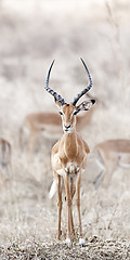 Image showing Wild Impala