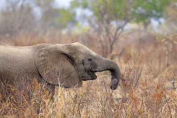 Image showing Wild Elephant