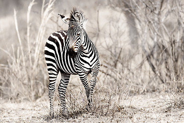 Image showing African Zebra