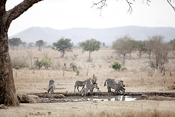 Image showing African Zebra