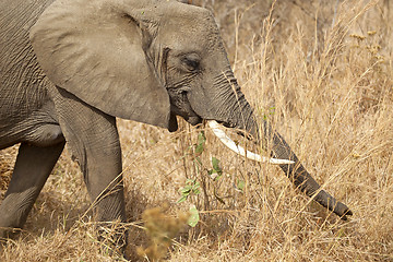 Image showing Wild Elephant