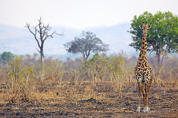 Image showing Wild Giraffe