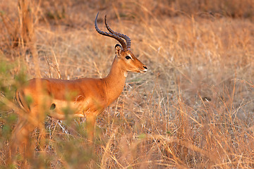 Image showing Wild Impala