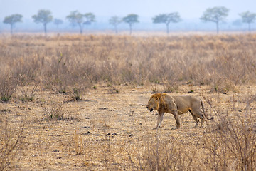 Image showing Wild lion