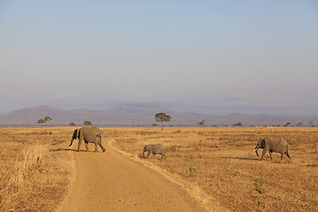 Image showing Wild Elephant