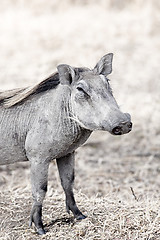 Image showing Wild warthog