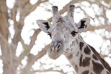 Image showing Wild Giraffe