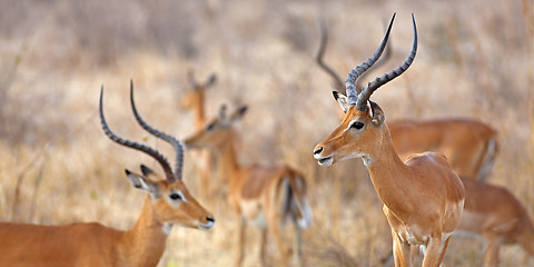 Image showing Wild Impala