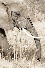 Image showing Wild Elephant