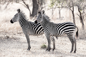 Image showing African Zebra