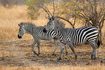 Image showing African Zebra