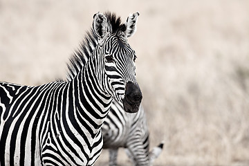 Image showing African Zebra