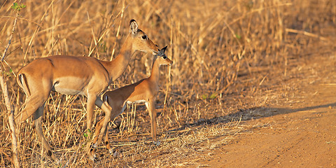 Image showing Wild Impala