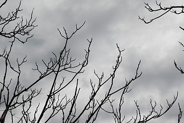 Image showing branches on grey
