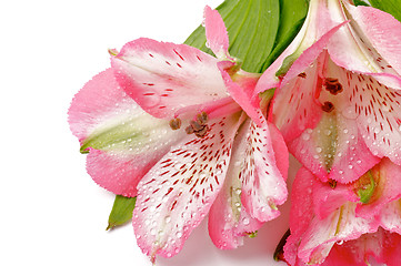 Image showing Alstroemeria