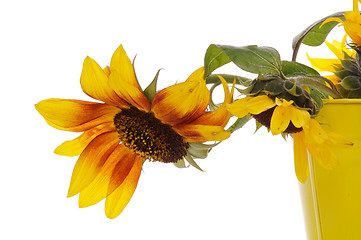 Image showing Sunflowers