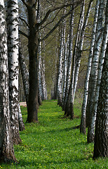 Image showing Birch Tree Alley