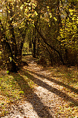 Image showing Autumn Trees