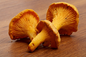 Image showing Three Chanterelles