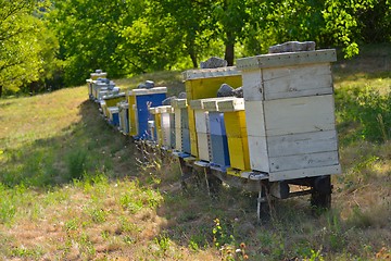 Image showing honey bee home in nature