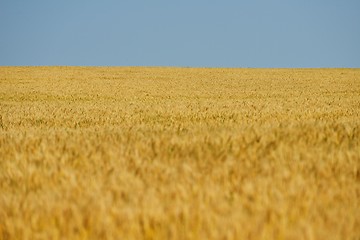 Image showing wheat field with blue sky in background