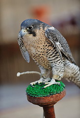 Image showing arab falcon bird