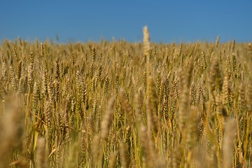 Image showing wheat field with blue sky in background