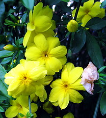 Image showing Little yellow flowers