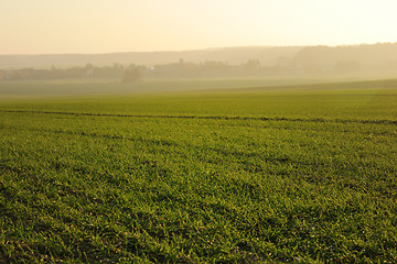 Image showing green grass on a background beautiful sunset