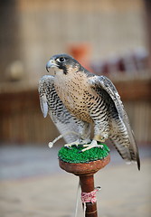 Image showing arab falcon bird