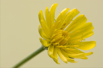 Image showing Hieracium Sylvaticum